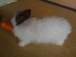 A6 - Angora Rabbit Rabbit