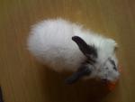 A6 - Angora Rabbit Rabbit