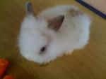 A7 - Angora Rabbit Rabbit