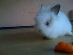 A7 - Angora Rabbit Rabbit