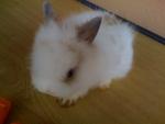 A7 - Angora Rabbit Rabbit