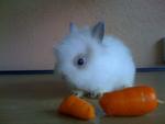 A7 - Angora Rabbit Rabbit