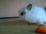 A7 - Angora Rabbit Rabbit