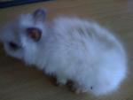 A7 - Angora Rabbit Rabbit