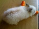 A7 - Angora Rabbit Rabbit