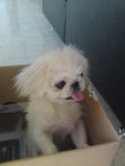 PF7047 - Pekingese Dog