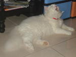 Jerry - Persian Cat