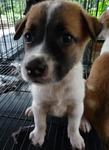 2 Soft Fur Puppies - Mixed Breed Dog