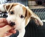 2 Soft Fur Puppies - Mixed Breed Dog