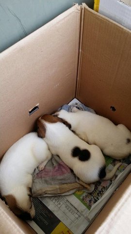 White Brown Pups - Mixed Breed Dog