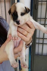 White Brown Pups - Mixed Breed Dog