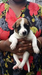 White Brown Pups - Mixed Breed Dog