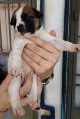 White Brown Pups - Mixed Breed Dog