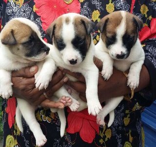 White Brown Pups - Mixed Breed Dog