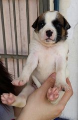 White Brown Pups - Mixed Breed Dog