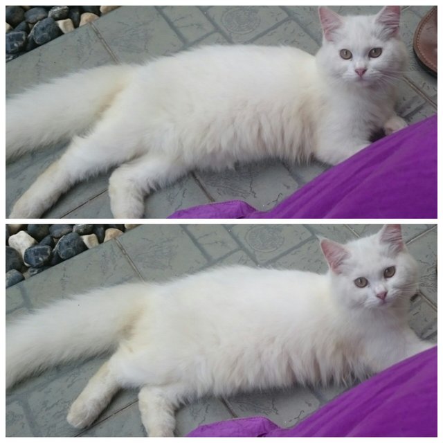 PF70004 - Persian + Domestic Long Hair Cat