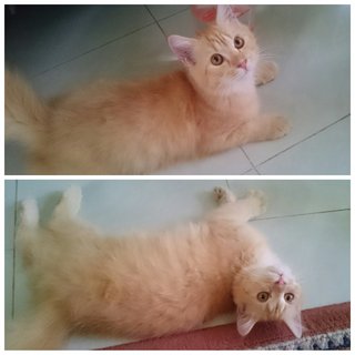 PF70004 - Persian + Domestic Long Hair Cat