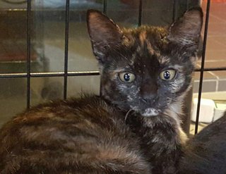 Tabatha - Domestic Short Hair + Tortoiseshell Cat