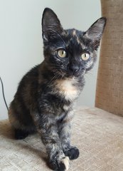 Tabatha - Domestic Short Hair + Tortoiseshell Cat