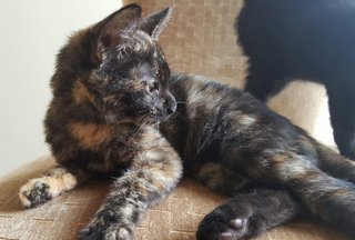 Tabatha - Domestic Short Hair + Tortoiseshell Cat