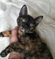 Tabatha - Domestic Short Hair + Tortoiseshell Cat