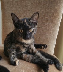 Tabatha - Domestic Short Hair + Tortoiseshell Cat