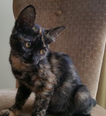 Tabatha - Domestic Short Hair + Tortoiseshell Cat