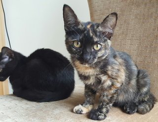 Tabatha - Domestic Short Hair + Tortoiseshell Cat