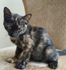 Tabatha - Domestic Short Hair + Tortoiseshell Cat