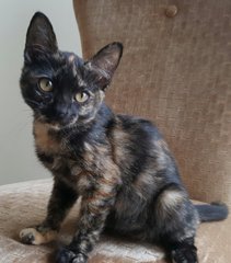 Tabatha - Domestic Short Hair + Tortoiseshell Cat