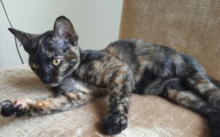 Tabatha - Domestic Short Hair + Tortoiseshell Cat