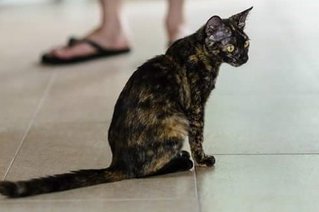 Tabatha - Domestic Short Hair + Tortoiseshell Cat