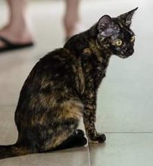 Tabatha - Domestic Short Hair + Tortoiseshell Cat