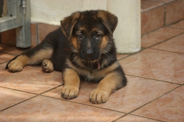  German Shepherd Puppies  - German Shepherd Dog Dog