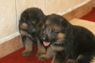  German Shepherd Puppies  - German Shepherd Dog Dog