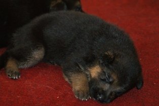  German Shepherd Puppies  - German Shepherd Dog Dog