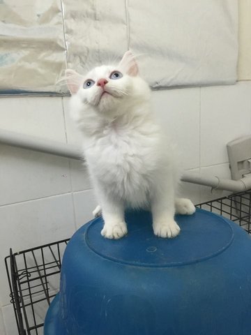 Tiger Snow  - Maine Coon + Persian Cat