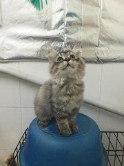 Tiger Snow  - Maine Coon + Persian Cat