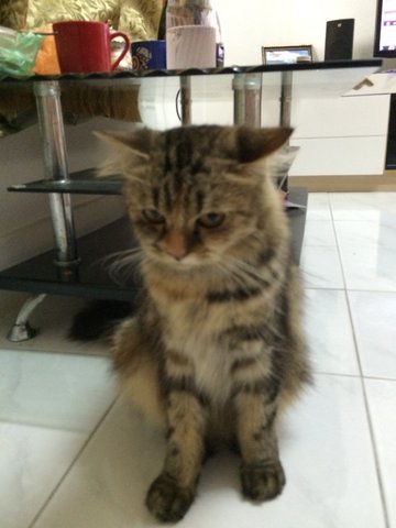 Baby - Domestic Long Hair Cat