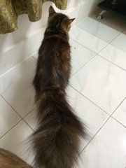 Baby - Domestic Long Hair Cat