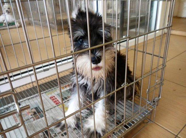 Mini Schnauzer Puppy ( Ear Cropped  - Schnauzer Dog