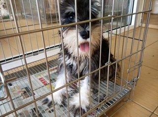 Mini Schnauzer Puppy ( Ear Cropped  - Schnauzer Dog