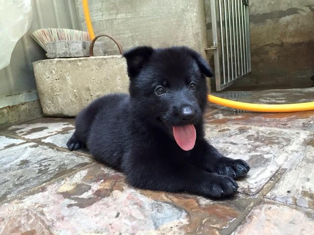 Black Shepherd Puppy-father Import - Shepherd Dog