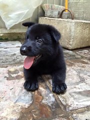 Black Shepherd Puppy-father Import - Shepherd Dog