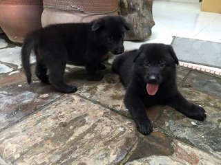 Black Shepherd Puppy-father Import - Shepherd Dog