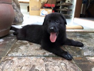 Black Shepherd Puppy-father Import - Shepherd Dog