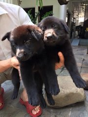 Black Shepherd Puppy-father Import - Shepherd Dog