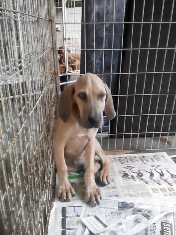 Fila Brasileiro Puppy - Fila Brasileiro Dog