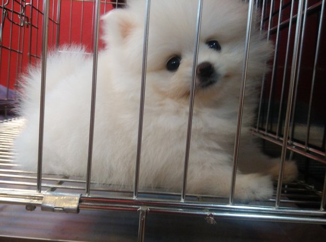 Pomeranian Puppy -tiny N Cute,teddy - Pomeranian Dog