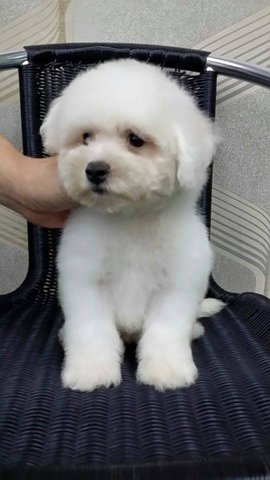 Bichon Frise Puppy-father Imp - Bichon Frise Dog